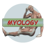 human anatomy. myology android application logo